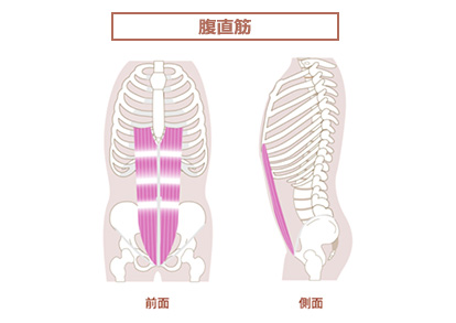 腹直筋