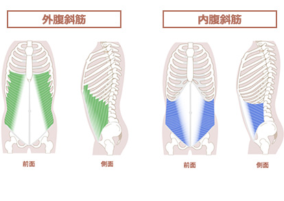 外腹斜筋・内腹斜筋