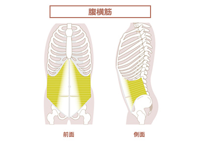 腹横筋